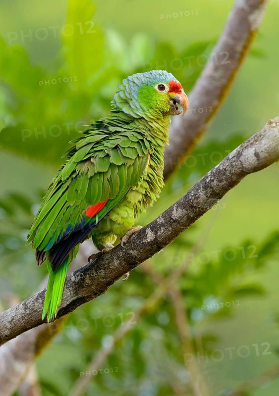 Red-fronted Parrot (Poicephalus gulielmi) at Laguna Lagarto Lodge near Boca Tapada, Costa Rica
