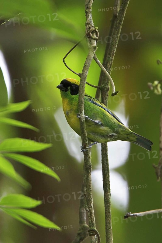 Green-and-gold Tanager (Tangara schrankii), Manu, Peru