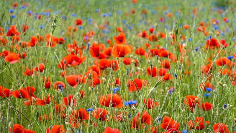 Vibrant red poppies and blue wildflowers blanket a lush field in Switzerland, showcasing the natural beauty of spring