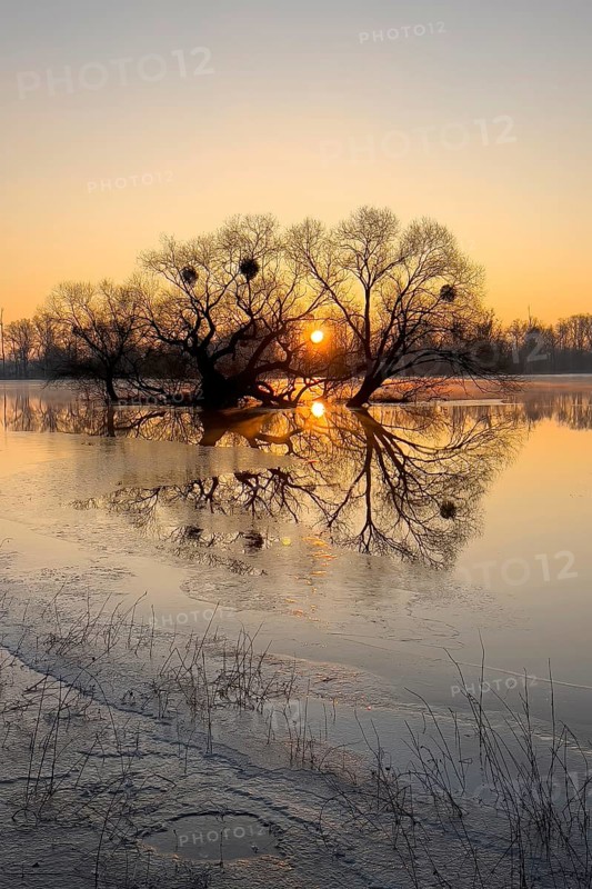 Flood, flood protection, flood plain, pasture, dike protection, dike on the Elbe, flooding, sunrise, biotope, Elbe dike, habitat, frost, frozen over, ice sheets, Elbe floodplain, floodplain landscape, river course, delta, Middle Elbe river landscape, flowing water, sunrise, Middle Elbe biosphere reserve, Saxony-Anhalt, Germany