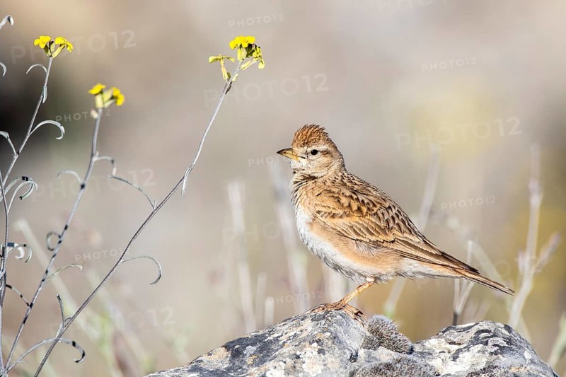 Greater Short-toed Lark (Calandrella brachydactyla) perched on a rock, Castile and Leon, Spain