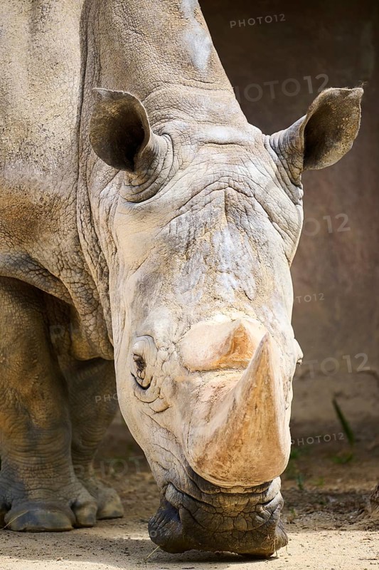 Square-lipped rhinoceros (Ceratotherium simum), portrait, captive, distribution Africa