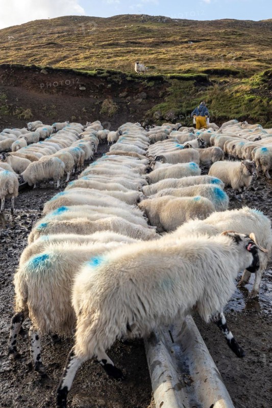 Travelling through Scotland, sheep getting their feed, Isle of Skye, Great Britain