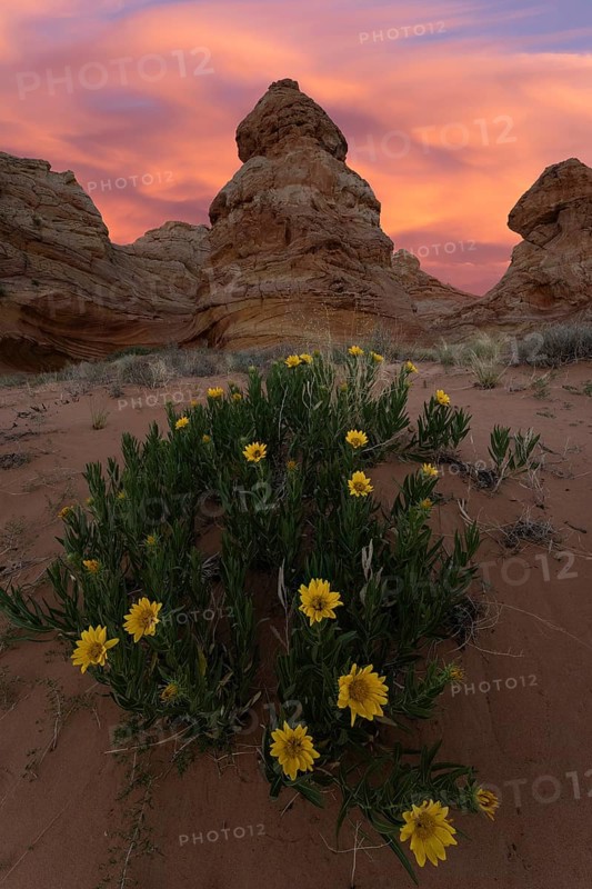 A vibrant sunset paints the sky in warm hues behind the iconic rock formations of Coyote Buttes in the Paria Canyon-Vermilion Cliffs Wilderness, Arizona. In the foreground, desert sunflowers, Geraea canescens add a splash of yellow