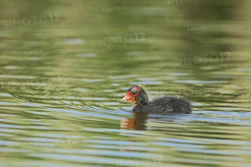 Young swimming coot (Fulica atra), juvenile in the water, Texel, North Holland, Netherlands