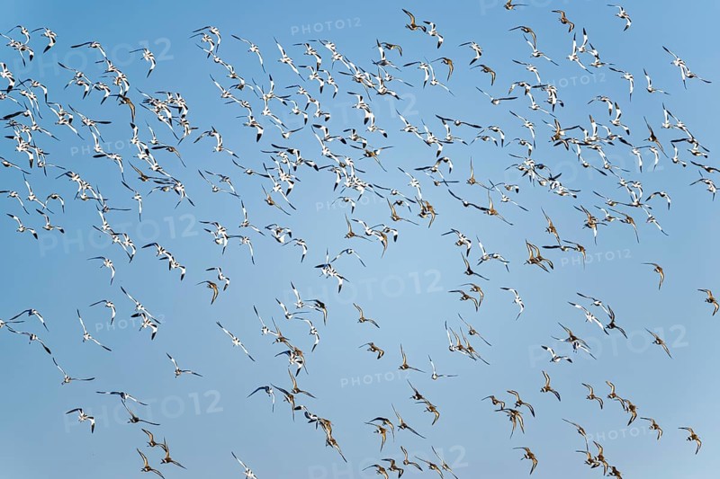 Pied Avocet, Recurvirostra avosetta, birds in flight over winter marshes