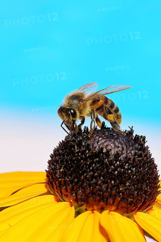 European honey bee (Apis mellifera), collecting nectar from a yellow coneflower (Echinacea paradoxa), in front of a blue sky, close-up, macro photograph, Wilnsdorf, North Rhine-Westphalia, Germany