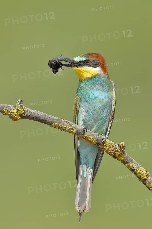 European bee-eater (Merops apiaster) sitting on a branch covered with green lichen with a bumblebee in its beak, Lake Neusiedl, Burgenland, Austria