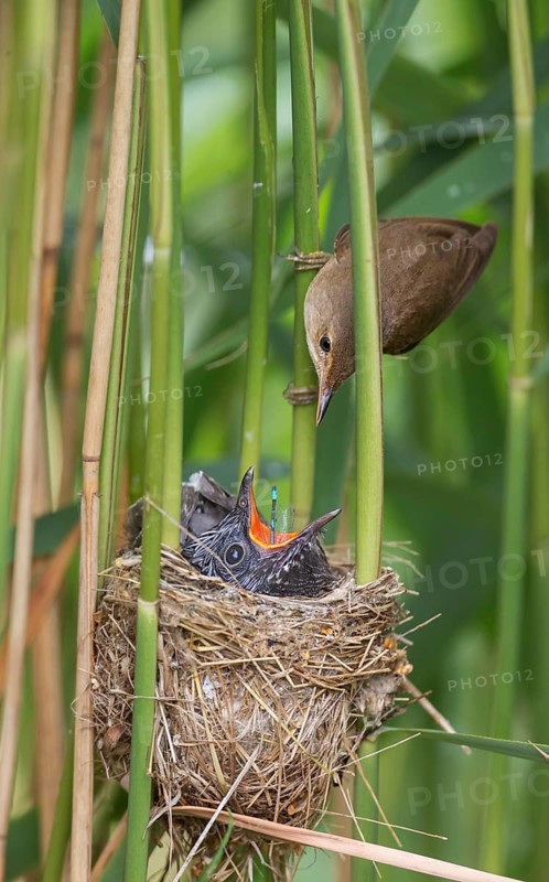 Common Cuckoo & Eurasian Reed Warbler (Cuculus canorus & Acrocephalus scirpaceus) Eurasian Reed Warbler feeding juvenile Common Cuckoo in nest, Saxony-Anhalt, Germany