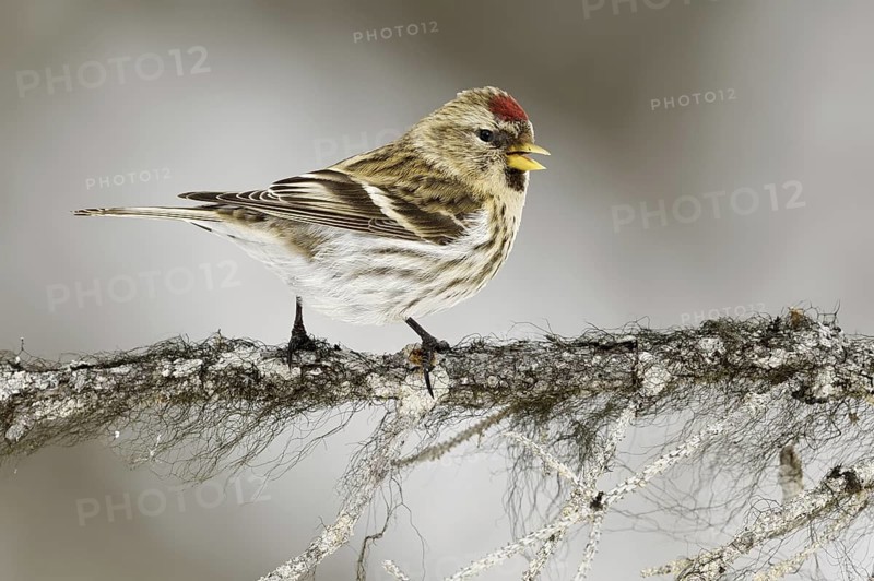 Common Redpoll (Acanthis flammea), Alaska, USA