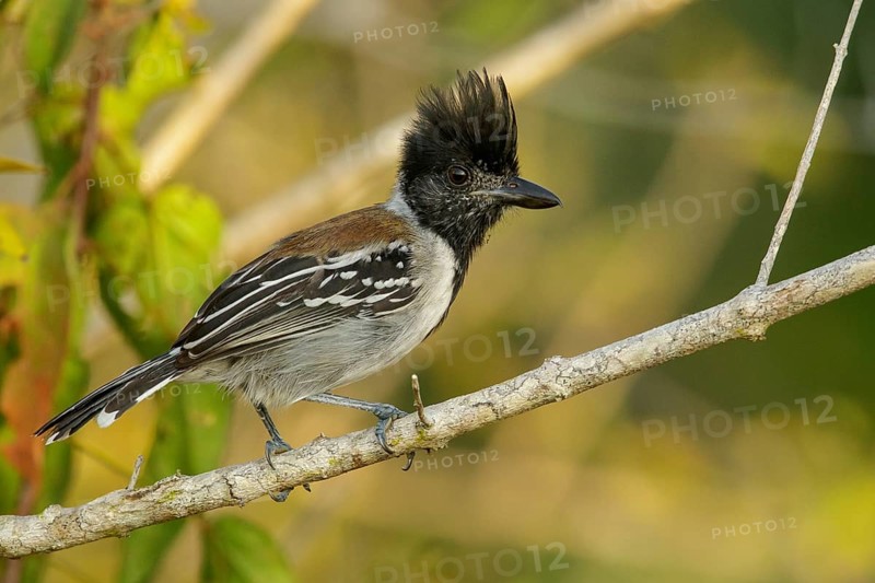 Black-crested Antshrike (Sakesphorus canadensis) perched on a branch in the grasslands of Guyana