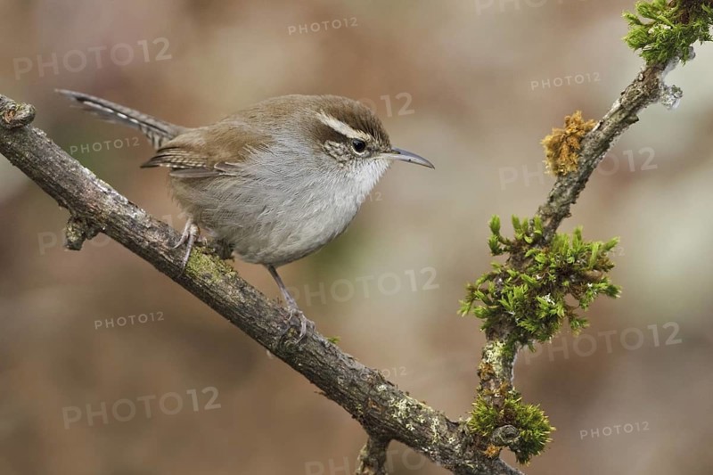 Bewick's Wren (Thryomanes bewickii), British Columbia, Canada