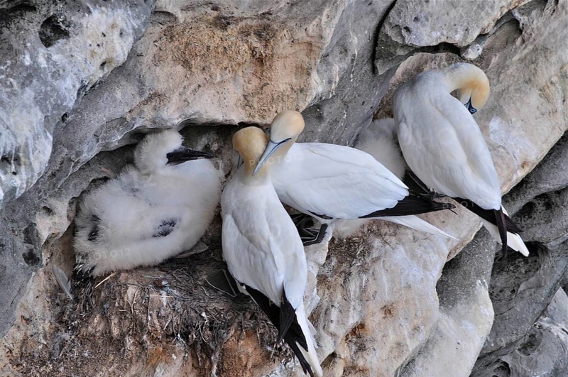 Northern gannet (Morus bassanus)