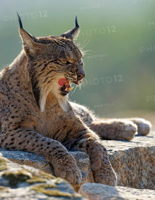 Lynx pardinus, portrait, backlight, yawning, Andalusia, Spain