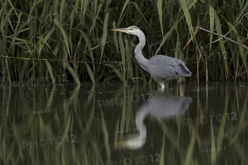 Grey Heron (Ardea cinerea), Saxony, Germany