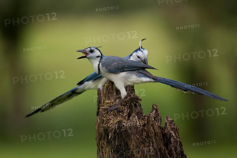 White-throated magpie jays