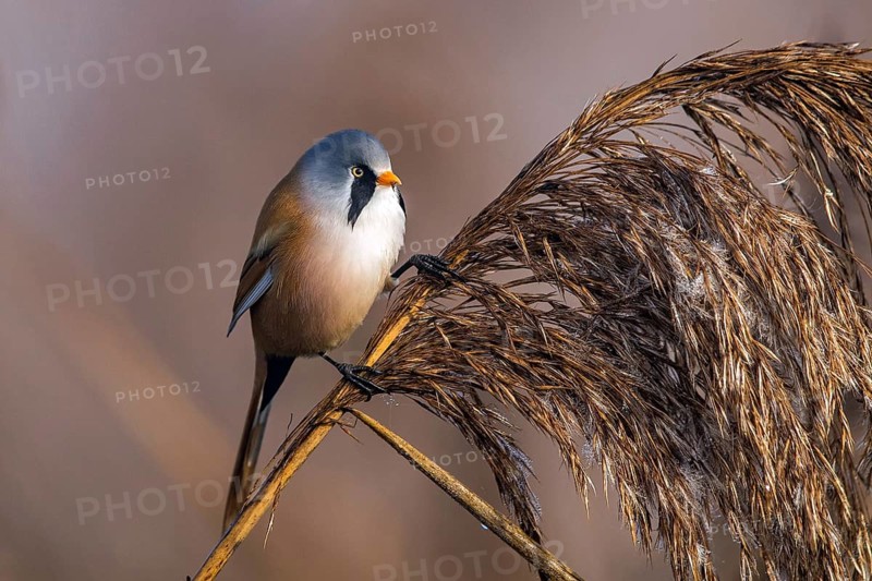 Bearded tit (Panurus biarmicus), songbird, chickadee, Federsee lake, Baden-Württemberg, Federal Republic of Germany