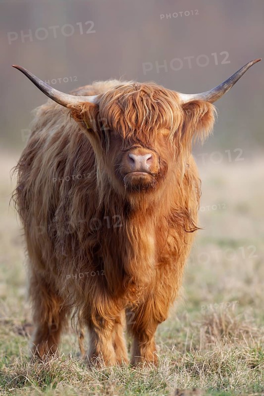 Highland cattle or cow (Bos taurus taurus) adult farm animal standing in a grass field, England, United Kingdom