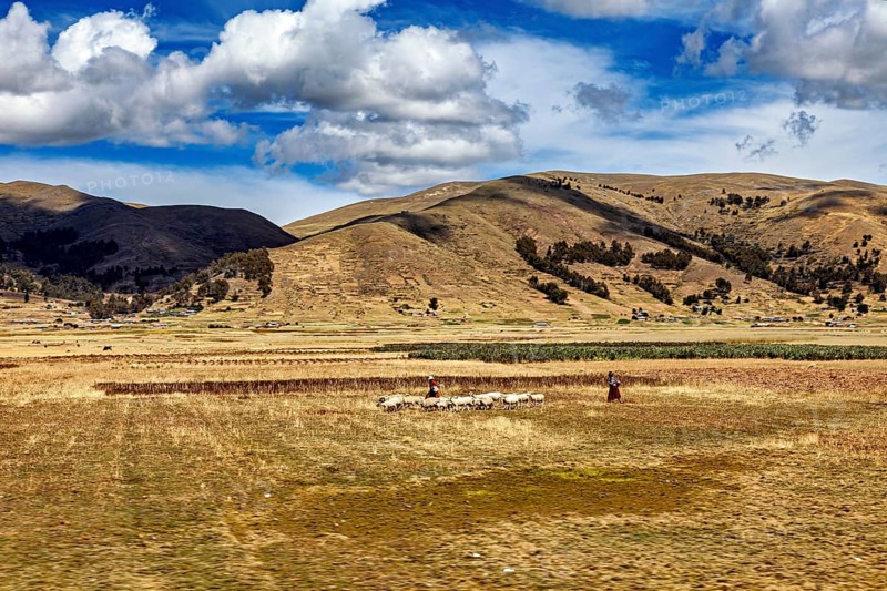 Wide landscape with flock of sheep against a hilly backdrop under a cloudy sky, The villages and countryside near Puno in Peru