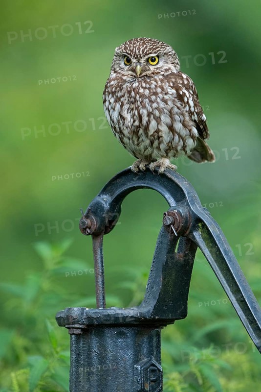 Little owl (Athene noctua), Vechta, Lower Saxony, Germany