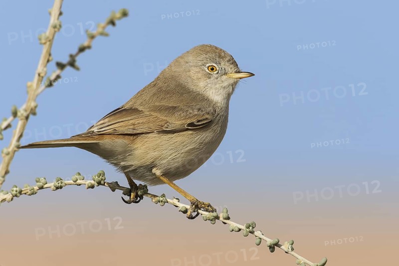 Asian Desert Warbler (Sylvia nana), Eilat, Israel
