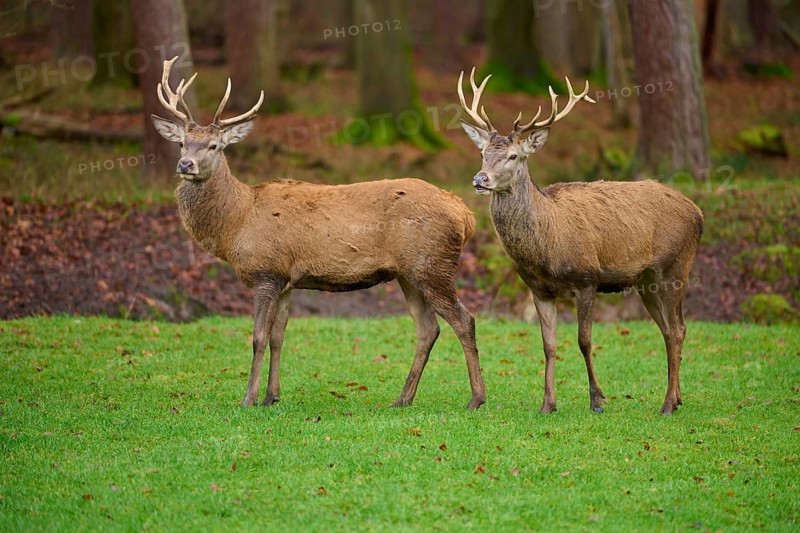 Two stags with large antlers standing next to each other in the autumn meadow, red deer (Cervus elaphus), Hesse, Germany