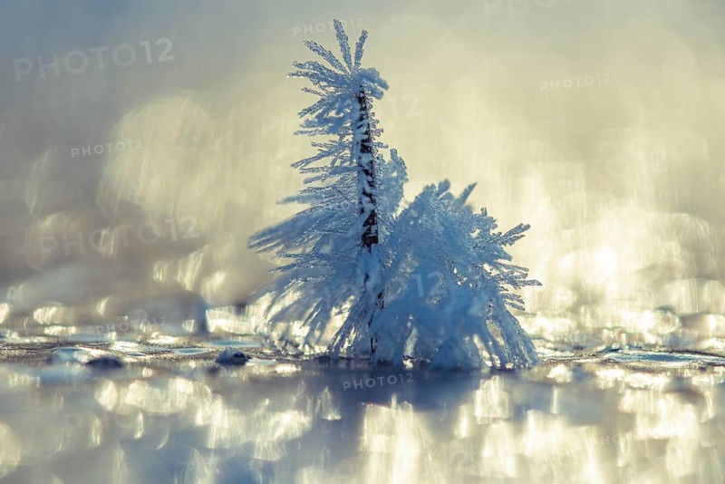 Ice crystals on a blade of grass in winter, hoarfrost, Goldenstedt, Lower Saxony, Germany