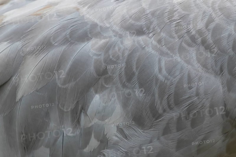 Common crane (Grus grus) adult bird close up of the birds wing feathers, England, United Kingdom