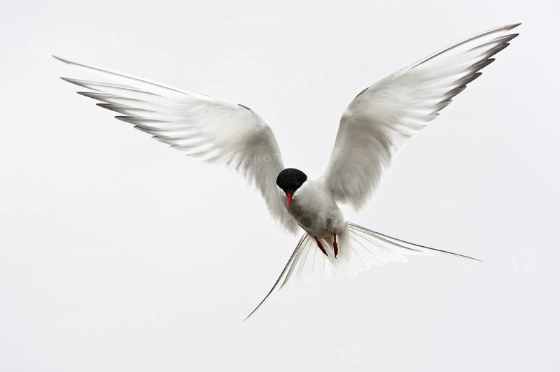 Arctic Tern (Sterna paradisaea) flying, Schleswig-Holstein, Germany