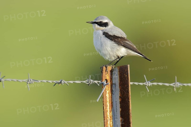 Northern Wheatear (Oenanthe oenanthe) male, Andalusia, Spain