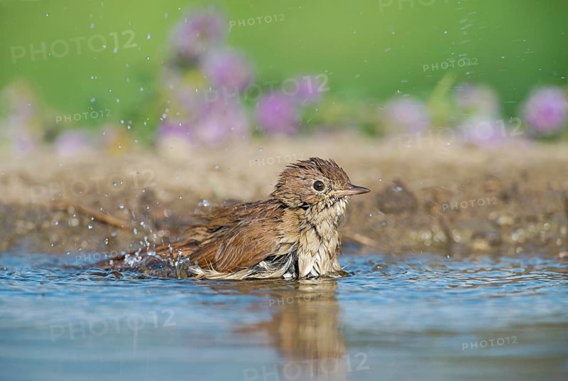Common Nightingale (Luscinia megarhynchos) bathing in waterhole, Aosta Valley, Italy