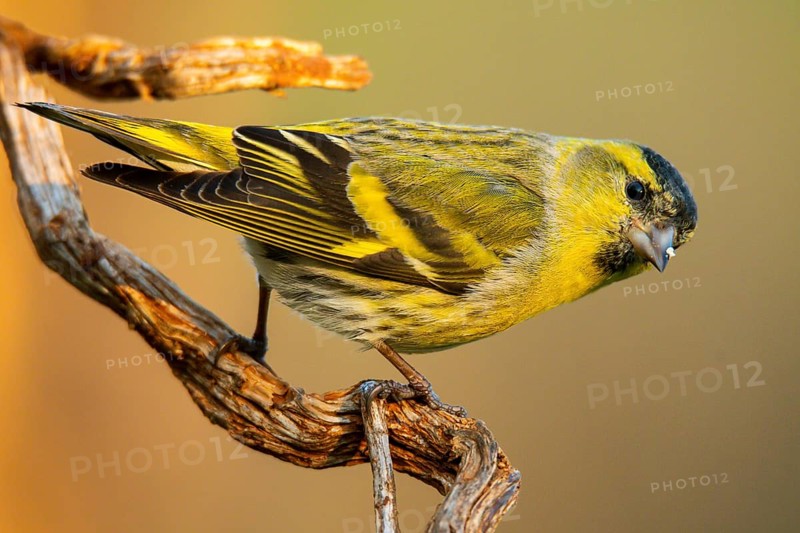 A detailed portrait of a Eurasian siskin, Spinus spinus, showing its vibrant yellow feathers and distinct markings as it feeds on seeds