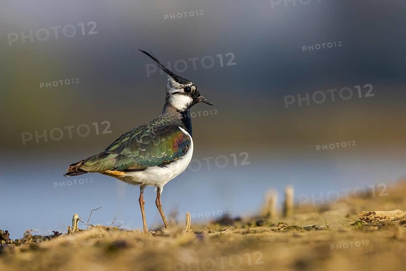 Northern Lapwing (Vanellus vanellus) male, North Rhine-Westphalia, Germany