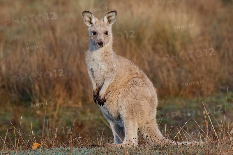 Eastern Grey Kangaroo (Macropus giganteus) young with pale fur, Australian Capital Territory, Australia