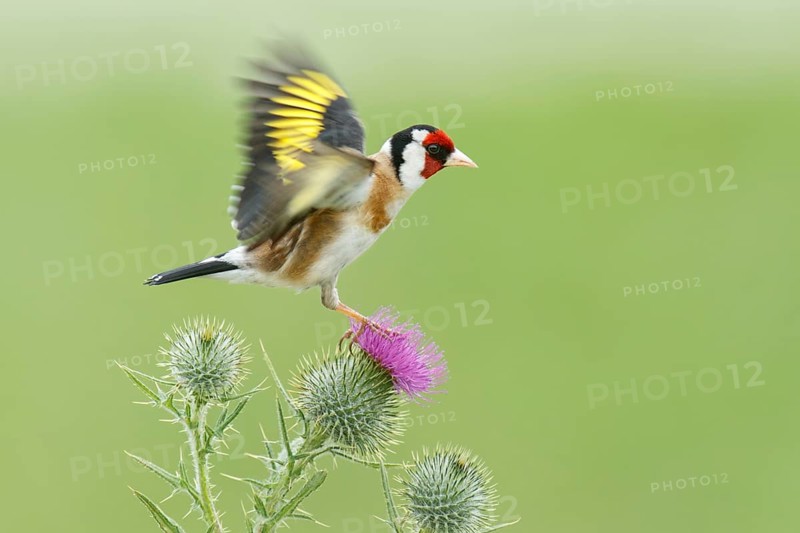 European Goldfinch (Carduelis carduelis), Victoria, Australia