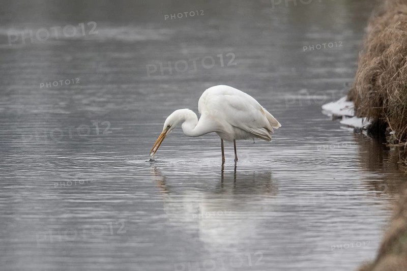 Great White Egret (Ardea alba), Emsland, Lower Saxony, Germany