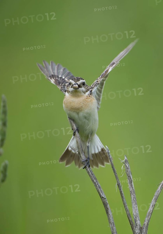 Whinchat (Saxicola rubetra), Czech Republic
