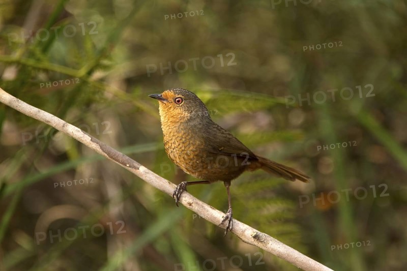 Pilotbird (Pycnoptilus floccosus), New South Wales, Australia