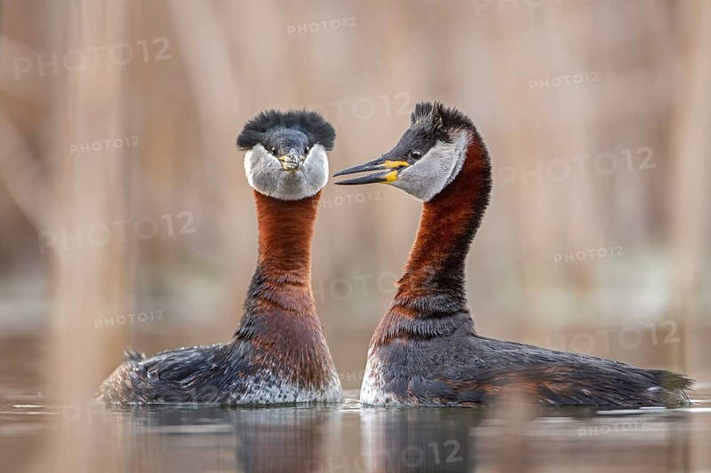 Red-necked Grebe (Podiceps grisegena) pair displaying, Saxony-Anhalt, Germany
