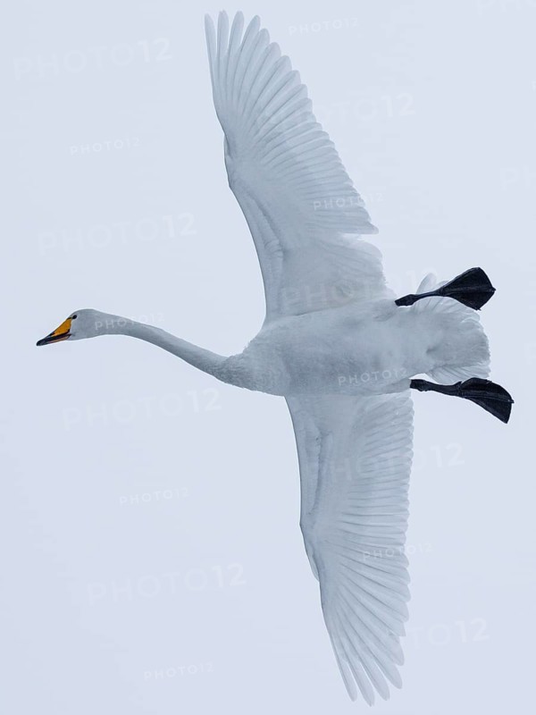 Whooper Swan (Cygnus cygnus) flying, Finland
