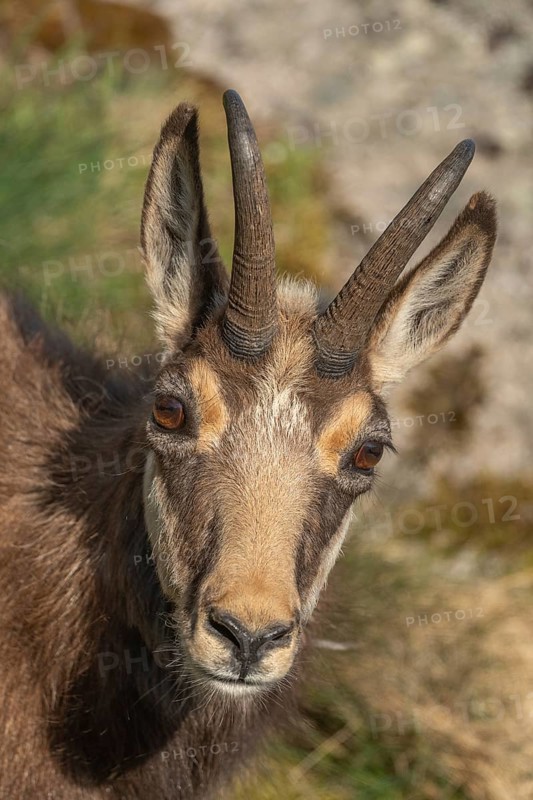 Chamois (Rupicapra rupicapra) during the spring moult. Hohneck, Vosges, Alsace, France