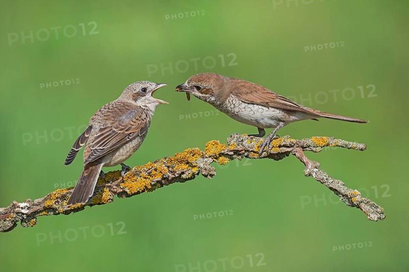 Red-backed Shrike (Lanius collurio) female feeding young, Aosta Valley, Italy