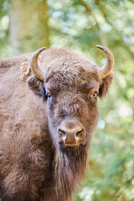 European bison (Bison bonasus) portrait in a forest in spring, Bavarian Forest, Germany