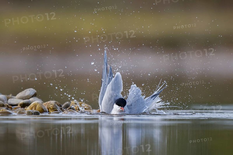 Common Tern (Sterna hirundo) bathing, North Rhine-Westphalia, Germany