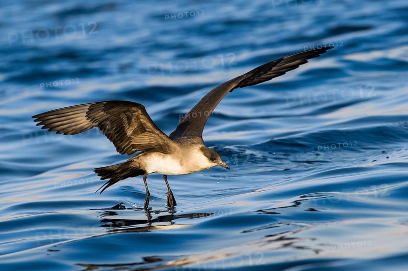Parasitic Jaeger (Stercorarius parasiticus) flying, Eilat, Israel