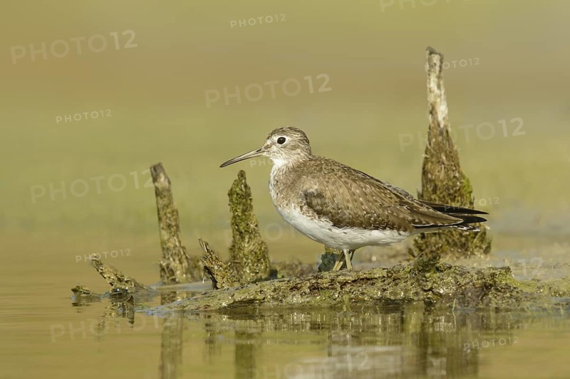 Solitary Sandpiper (Tringa solitaria), Texas, USA