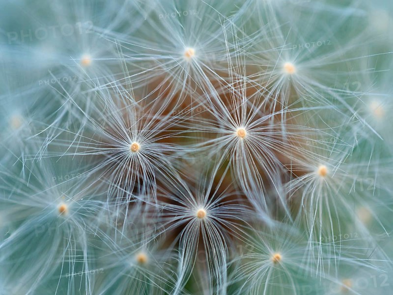 Common dandelion, (Taraxacum officinale, araxacum sect. Ruderalia, Asteraceae), composite flower, plant, dandelion, seed, dandelion seed, macro, Quirnheimer Berg, Bad Dürkheim district, Rhineland-Palatinate, Federal Republic of Germany