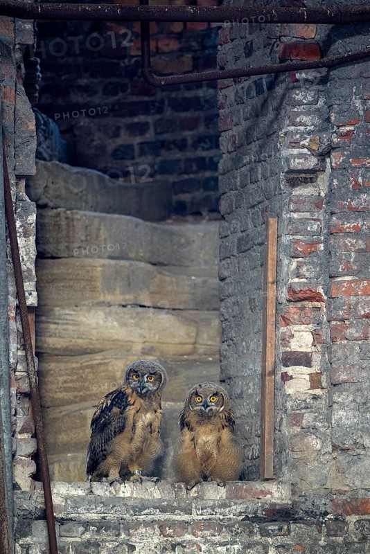 Eurasian eagle-owl (Bubo bubo), young birds after leaving the nest, in an old industrial building, breeding site is the Malakowturm of the Ewald colliery, Herten, Ruhr area, North Rhine-Westphalia, Germany