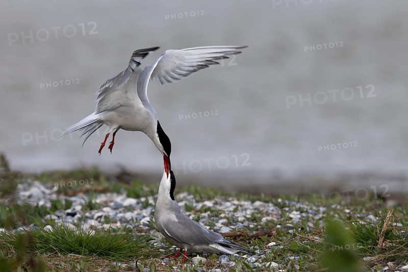 Common Tern (Sterna hirundo), Texel, Netherlands