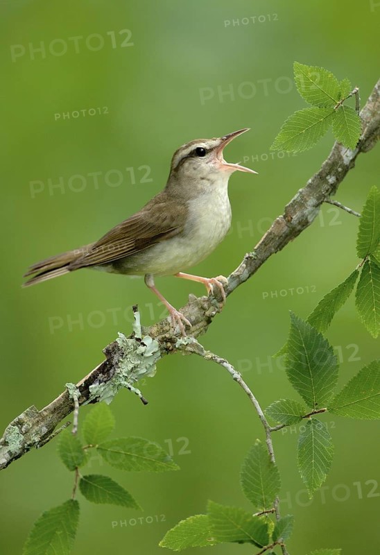 Swainson's Warbler (Limnothlypis swainsonii) singing, Texas, USA